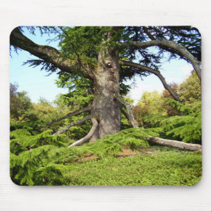 Cedar-of-Lebanon Tree Moue Mat Mouse Pad