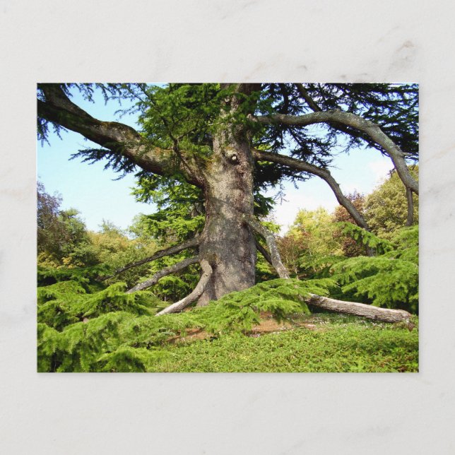 Cedar-of-Lebanon Tree Postcard (Front)