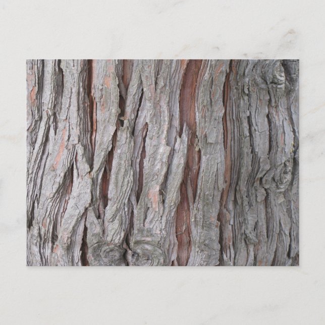 Cedar tree bark texture postcard (Front)