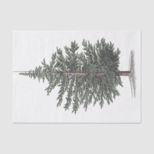 Cedar Tree Plant Tissue Paper