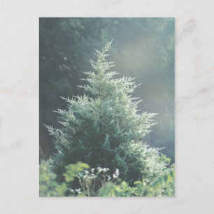 Cedar Tree Postcard