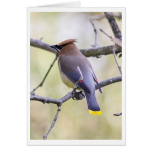 Cedar Waxwing