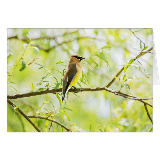 Cedar Waxwing (Front Horizontal)