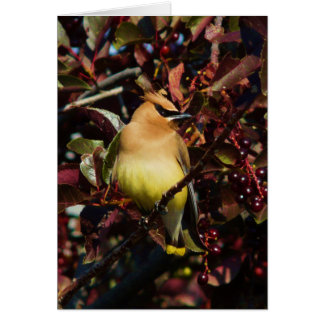 Cedar Waxwing