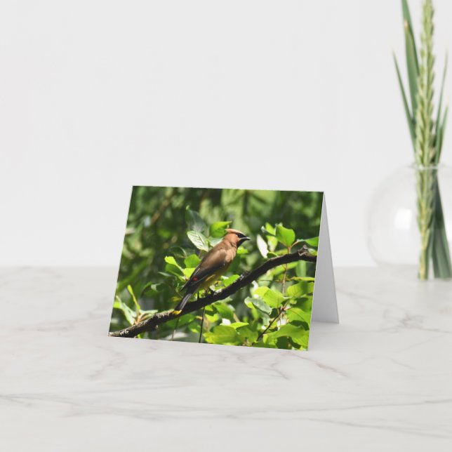Cedar Waxwing #1 - Blank Note Card (Front)