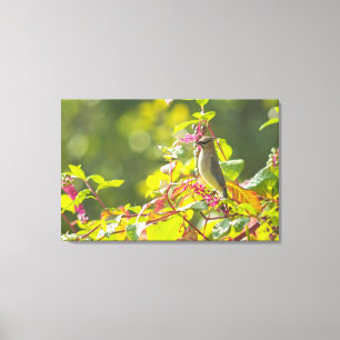 Cedar Waxwing  And Poke Berries On A Tree Canvas Print