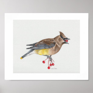 Cedar Waxwing Art Print