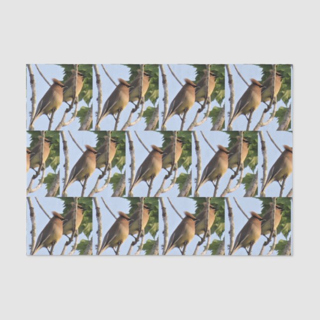 Cedar Waxwing - Backyard Bird Tissue Paper (Front)