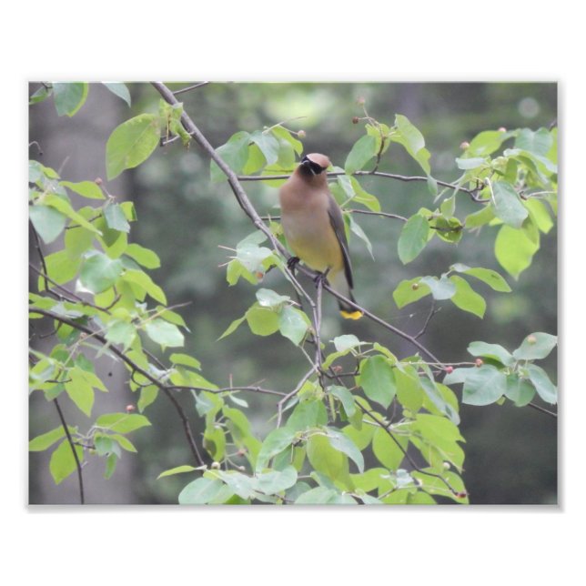 Cedar Waxwing Bird Photo Print (Front)