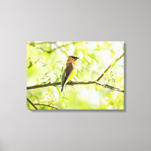 Cedar Waxwing Canvas Print