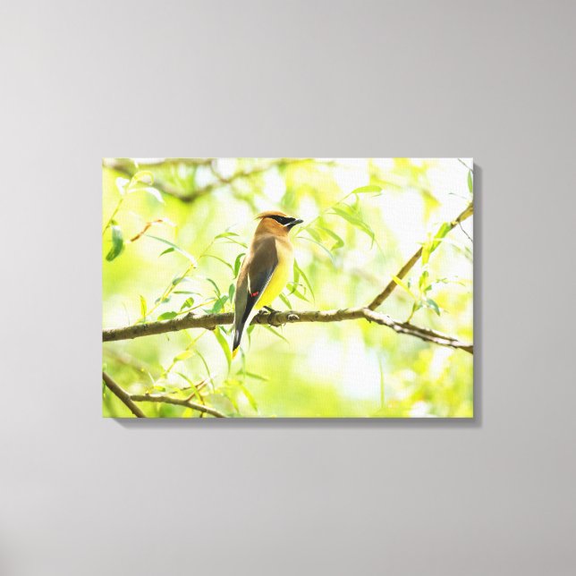 Cedar Waxwing Canvas Print (Front)
