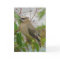 Cedar Waxwing Card