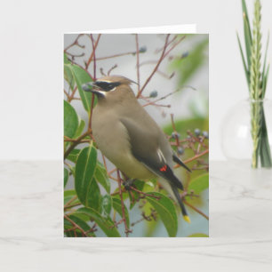 Cedar Waxwing Card