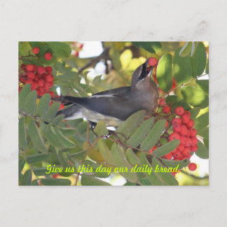 Cedar Waxwing - Daily Bread - Postcard