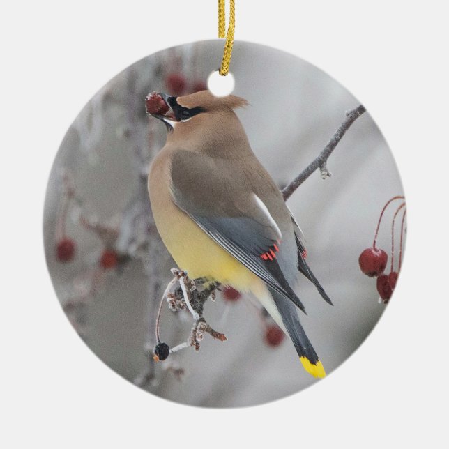 Cedar Waxwing Eating Berries Ornament (Front)
