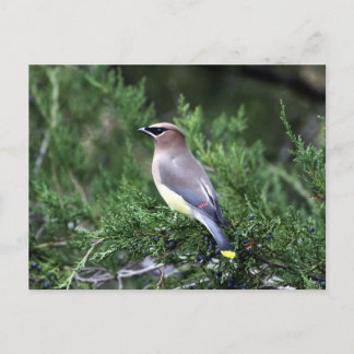 Cedar Waxwing In Tree With Berries Postcard
