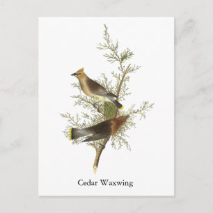 Cedar Waxwing, John Audubon Postcard