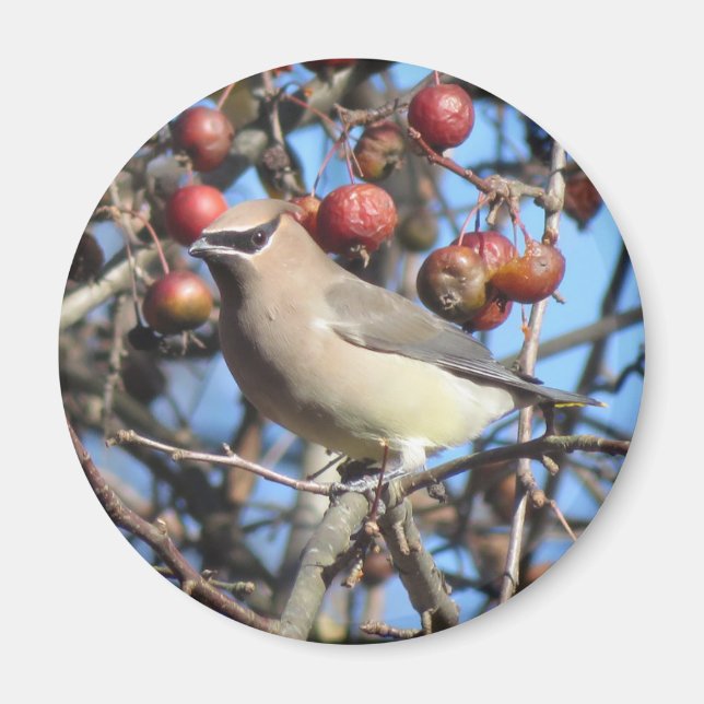 Cedar Waxwing Magnet (Front)