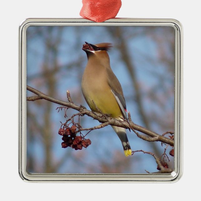 Cedar Waxwing Metal Tree Decoration (Front)