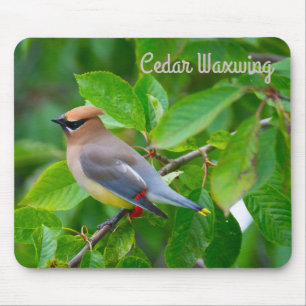 Cedar Waxwing Mouse Pad