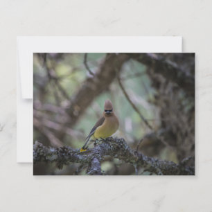 Cedar Waxwing on a branch  Postcard