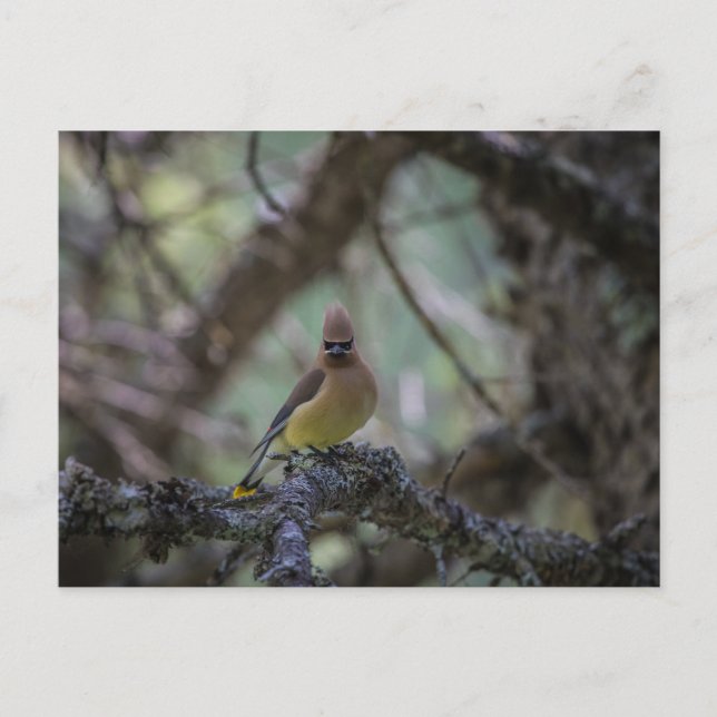 Cedar Waxwing on a branch  Postcard (Front)