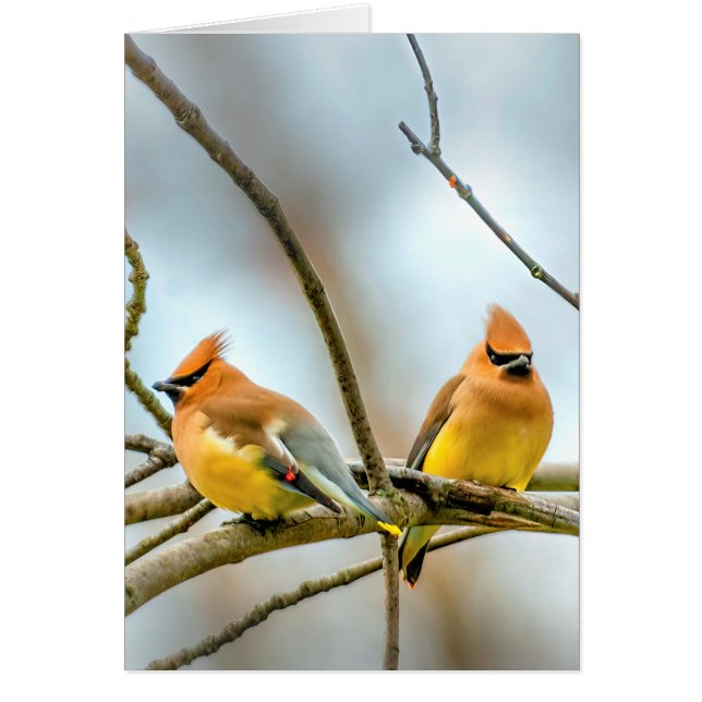 Cedar Waxwing - Original Photograph (Front)