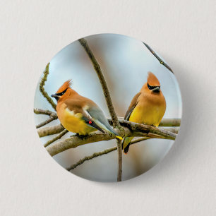 Cedar Waxwing - Original Photograph 6 Cm Round Badge