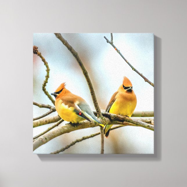Cedar Waxwing - Original Photograph Canvas Print (Front)