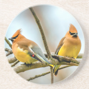 Cedar Waxwing - Original Photograph Coaster