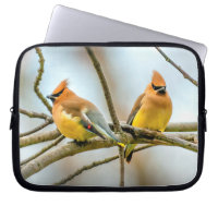 Cedar Waxwing - Original Photograph