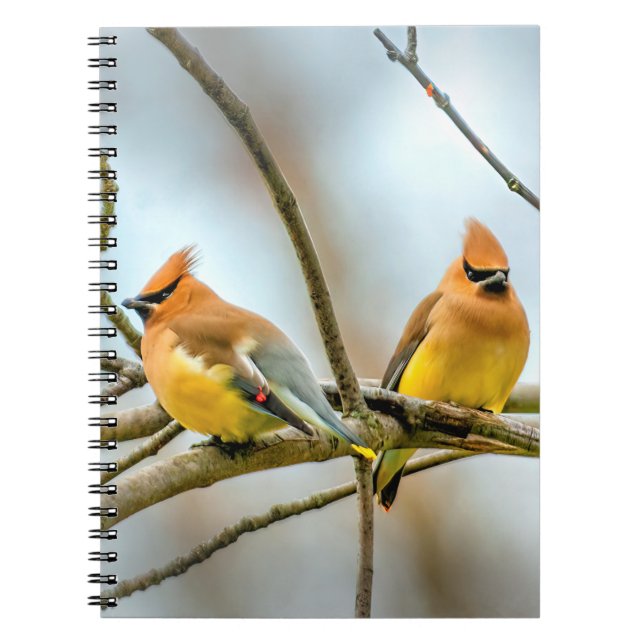 Cedar Waxwing - Original Photograph Notebook (Front)
