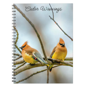 Cedar Waxwing - Original Photograph Notebook