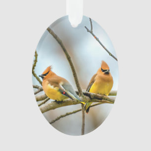 Cedar Waxwing - Original Photograph Ornament