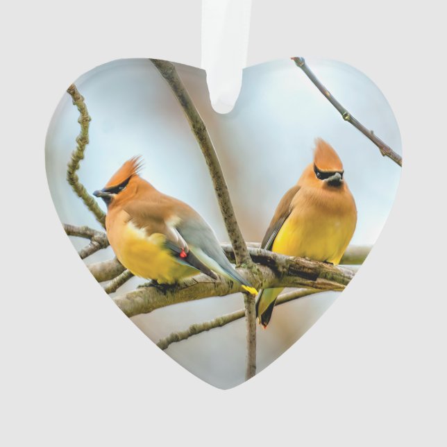 Cedar Waxwing - Original Photograph Ornament (Back)