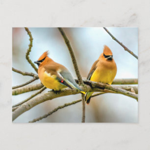 Cedar Waxwing - Original Photograph Postcard