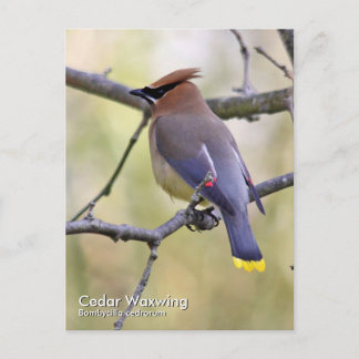 Cedar Waxwing Postcard