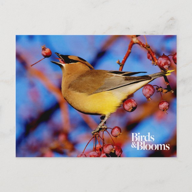 Cedar Waxwing Postcard (Front)