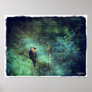 Cedar Waxwing Poster