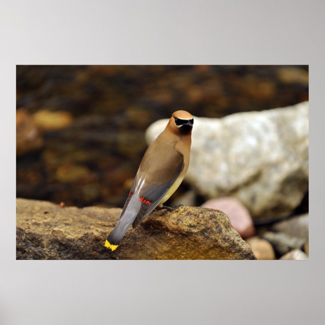 Cedar Waxwing Poster (Front)