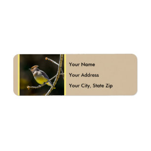 Cedar Waxwing Songbird Original Wild Bird Photo