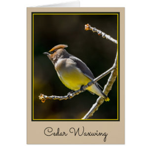 Cedar Waxwing Songbird Original Wild Bird Photo