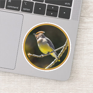 Cedar Waxwing Songbird Original Wild Bird Photo