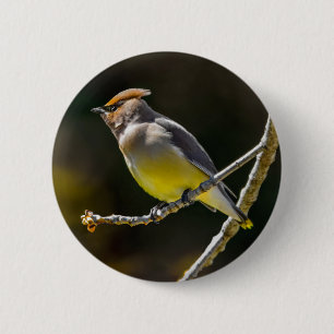 Cedar Waxwing Songbird Original Wild Bird Photo 6 Cm Round Badge