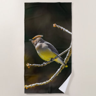 Cedar Waxwing Songbird Original Wild Bird Photo Beach Towel