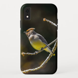 Cedar Waxwing Songbird Original Wild Bird Photo Case-Mate iPhone Case