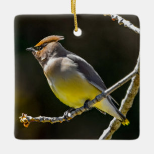 Cedar Waxwing Songbird Original Wild Bird Photo Ceramic Ornament