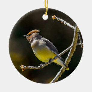 Cedar Waxwing Songbird Original Wild Bird Photo Ceramic Tree Decoration