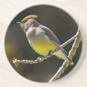 Cedar Waxwing Songbird Original Wild Bird Photo Coaster