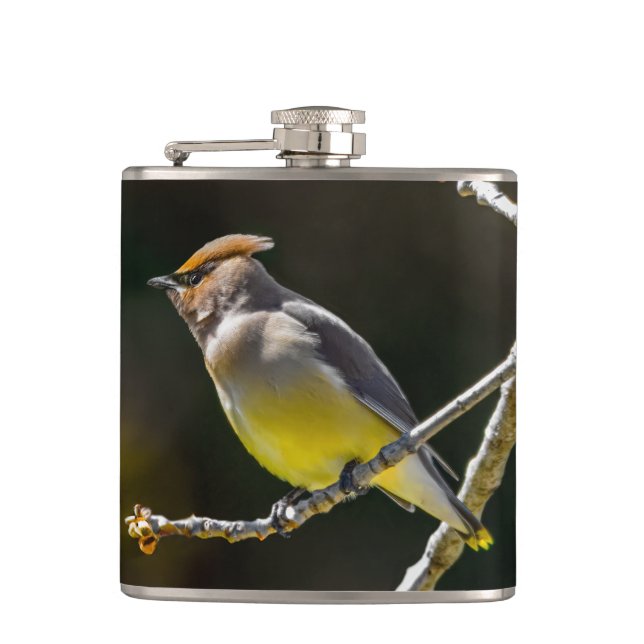 Cedar Waxwing Songbird Original Wild Bird Photo Hip Flask (Front)